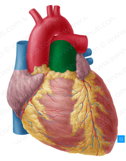 Pulmonary trunk (#9638)