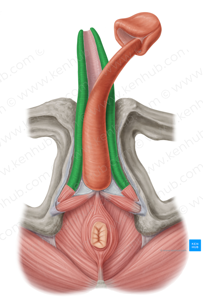 Corpus cavernosum of penis (#2904)