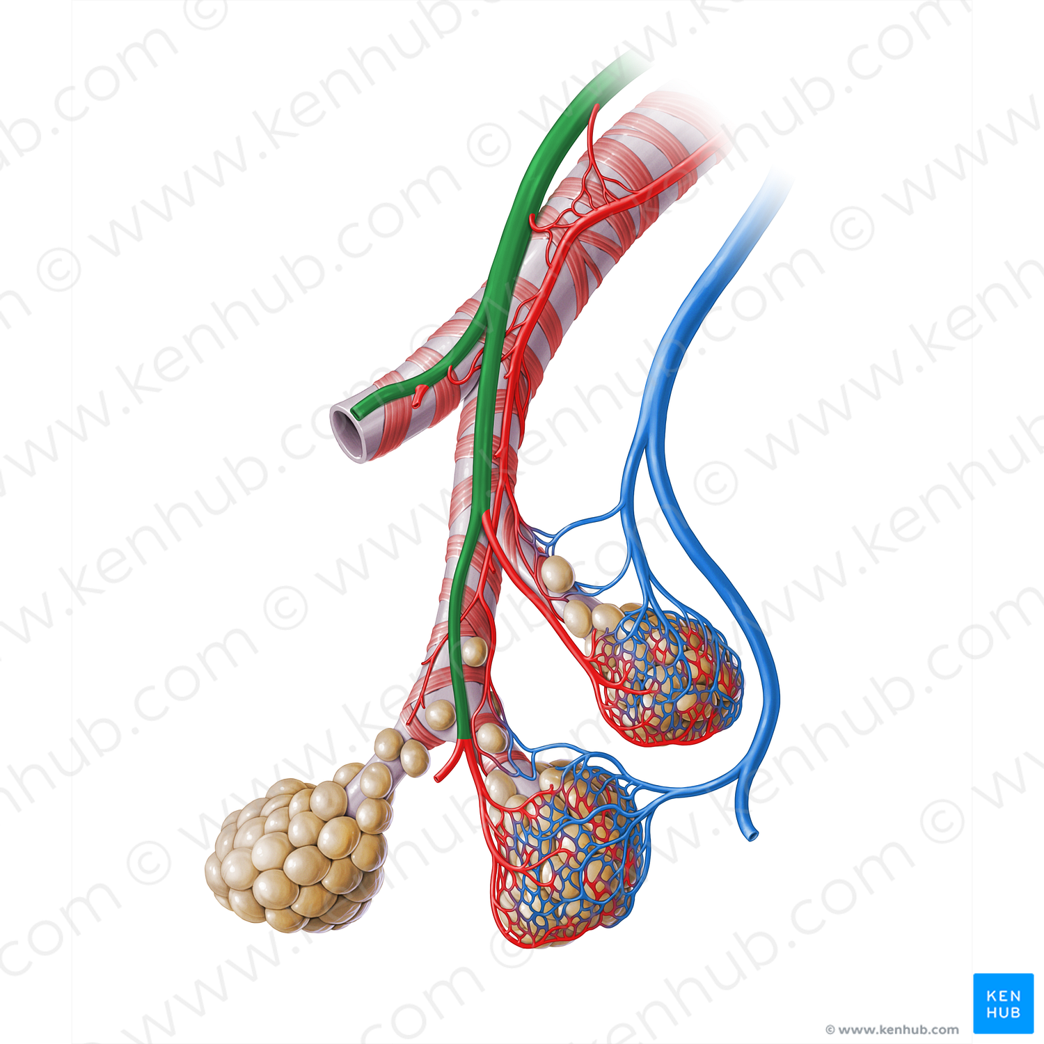 Pulmonary artery (#18264)