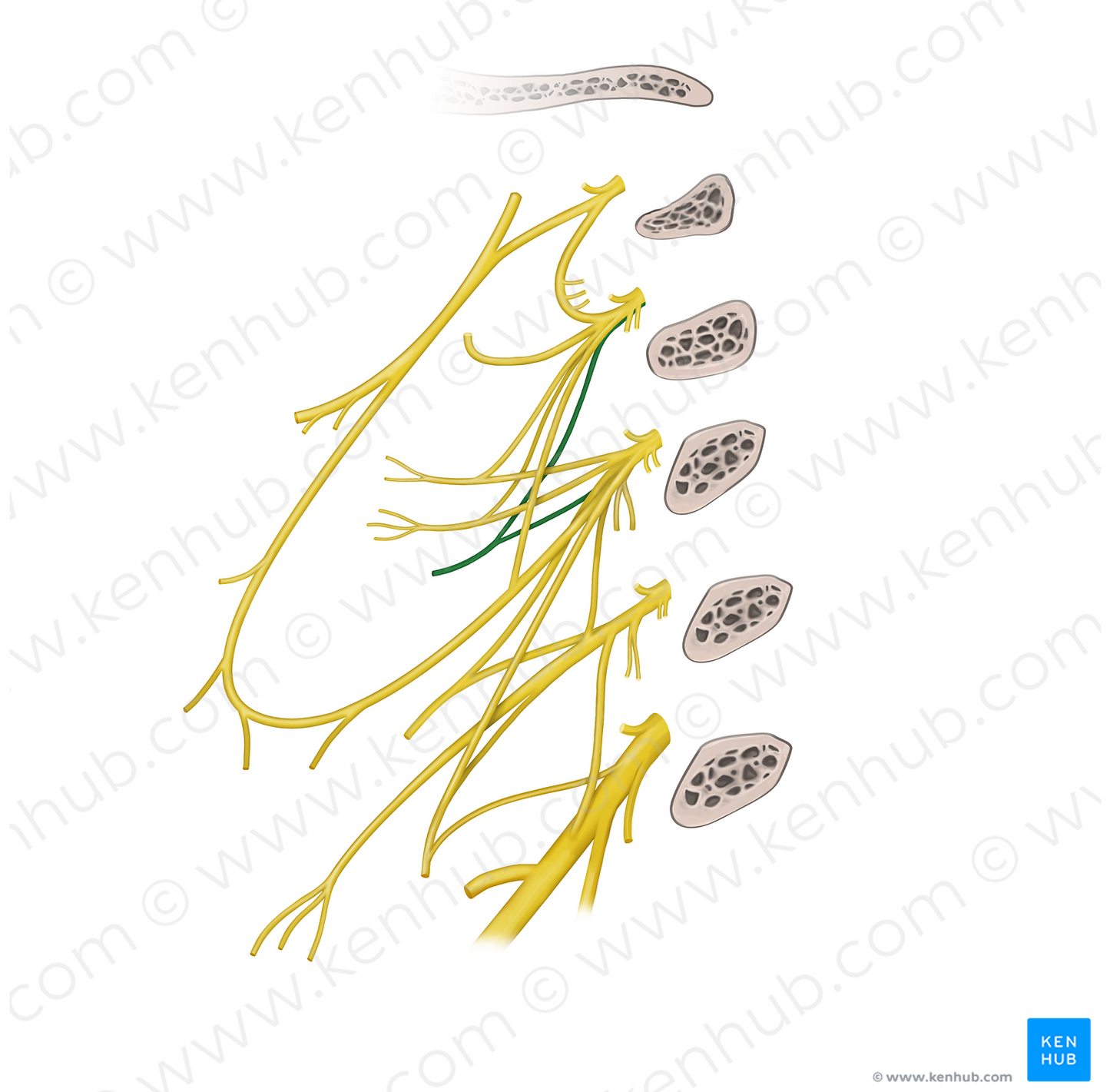 Sternocleidomastoid branch of cervical plexus (#20550)