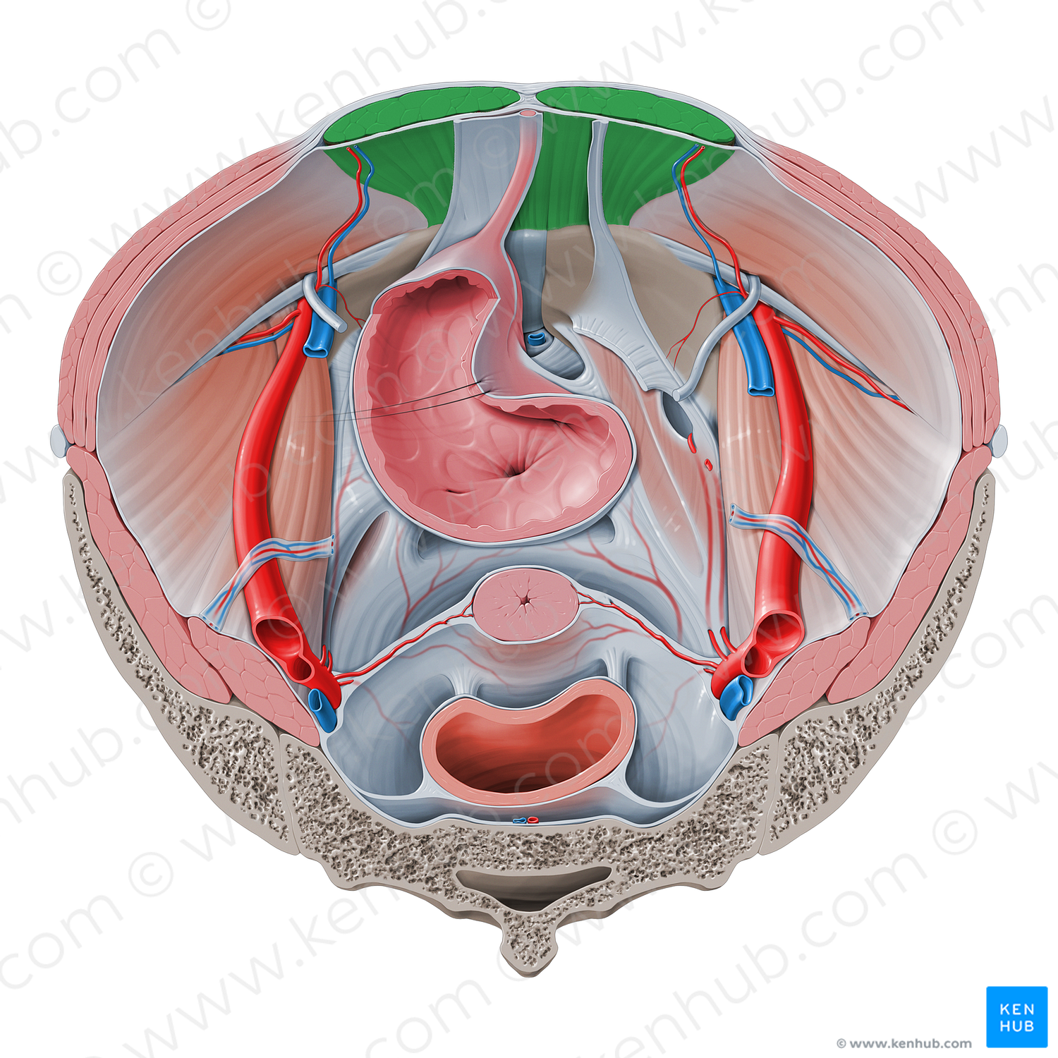 Rectus abdominis muscle (#5832)