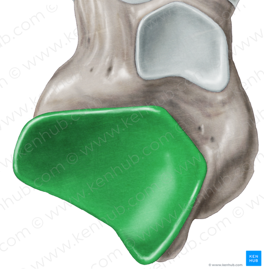 Posterior calcaneal articular facet of talus (#3454)