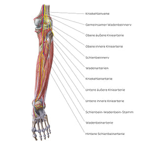 Neurovasculature of the leg and knee (posterior view) (German)
