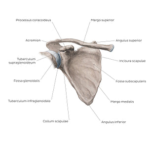 Scapula: Anterior view (Latin)