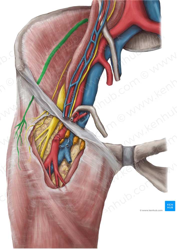 Lateral femoral cutaneous nerve (#6381)