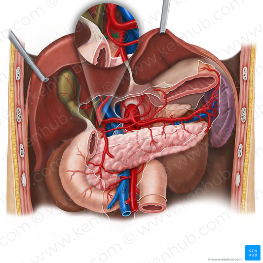 Supraduodenal artery (#1859)