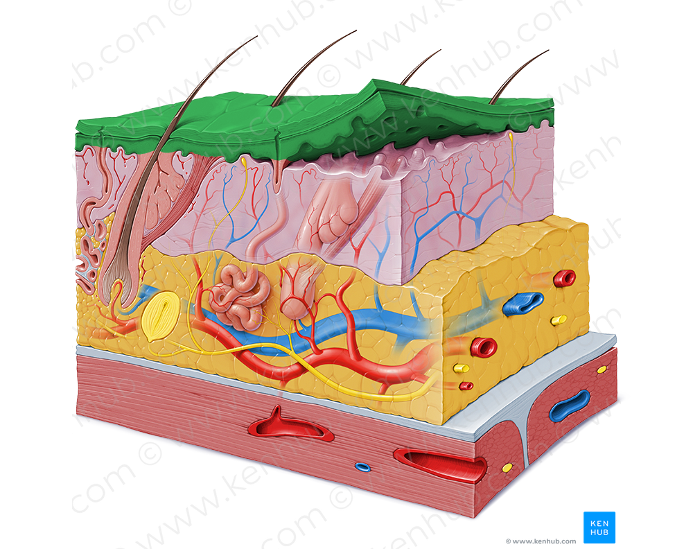 Epidermis (#3405)