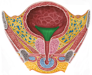 Trigone of urinary bladder (#9568)