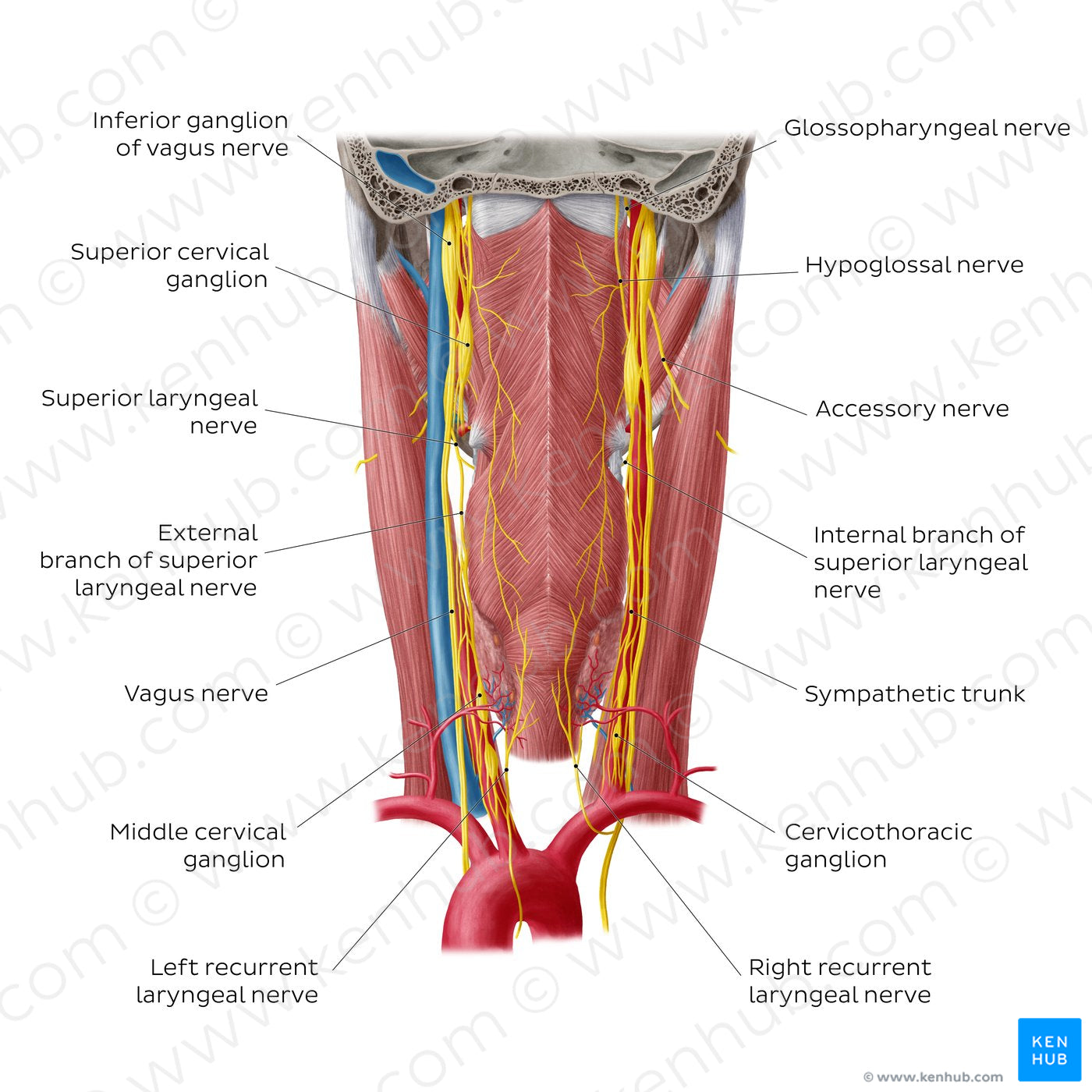 Nerves of the pharynx (English)