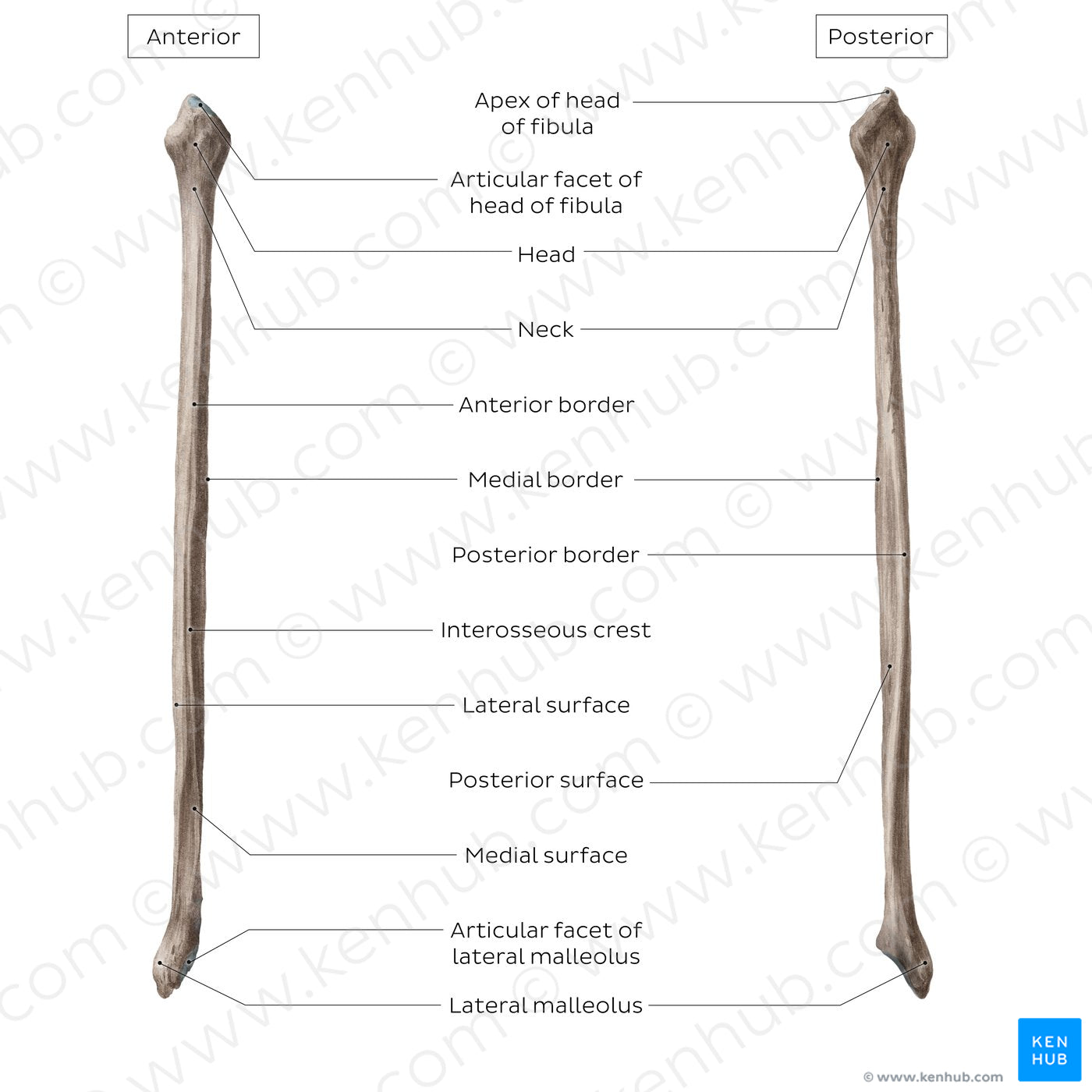 Fibula (English)