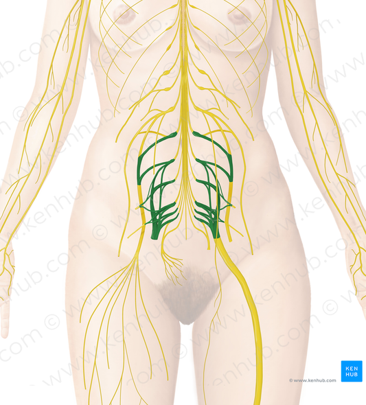 Sacral plexus (#8040)