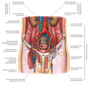 Lymphatics of the male genitalia (Latin)
