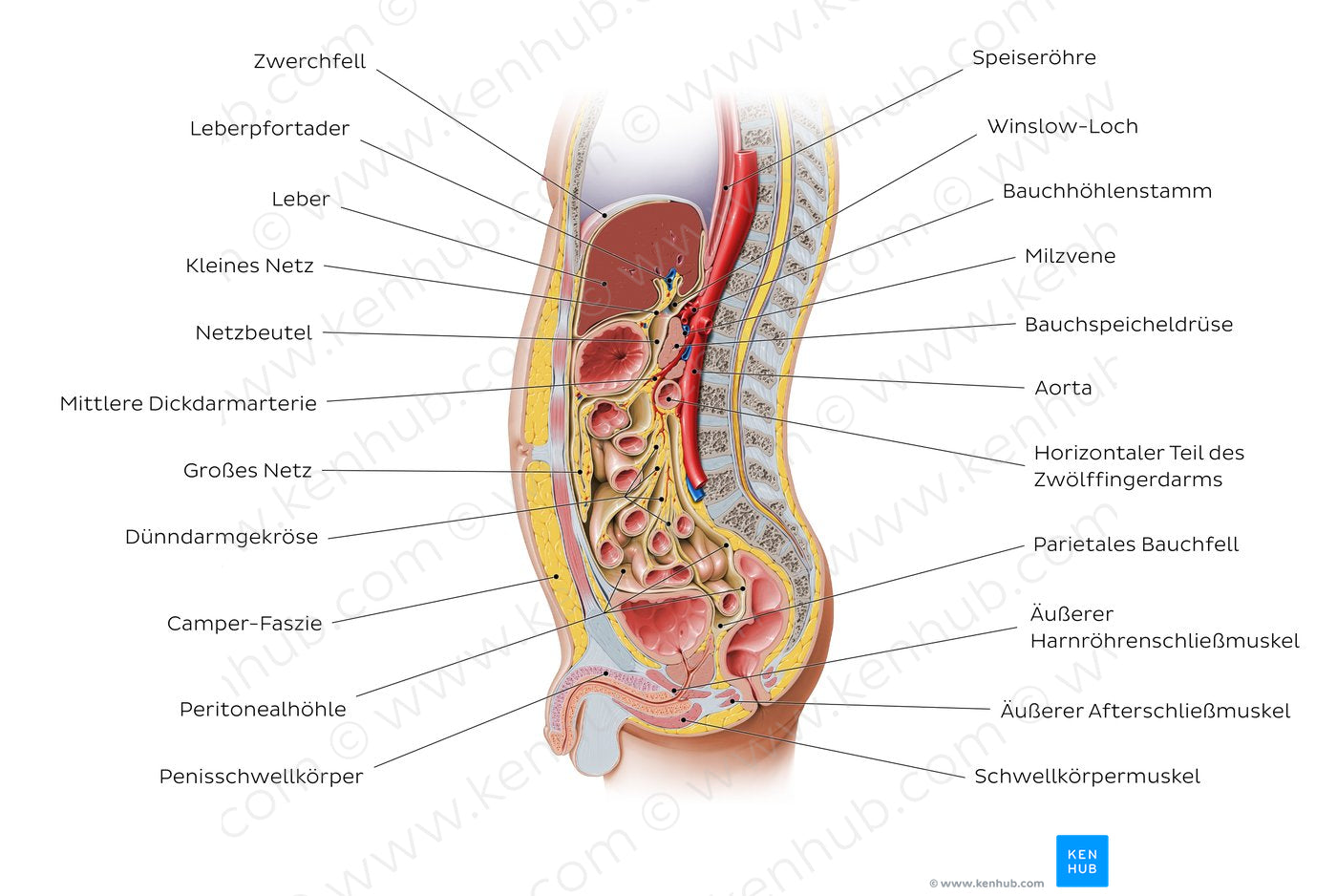 Sagittal section of the abdomen 1 (German)