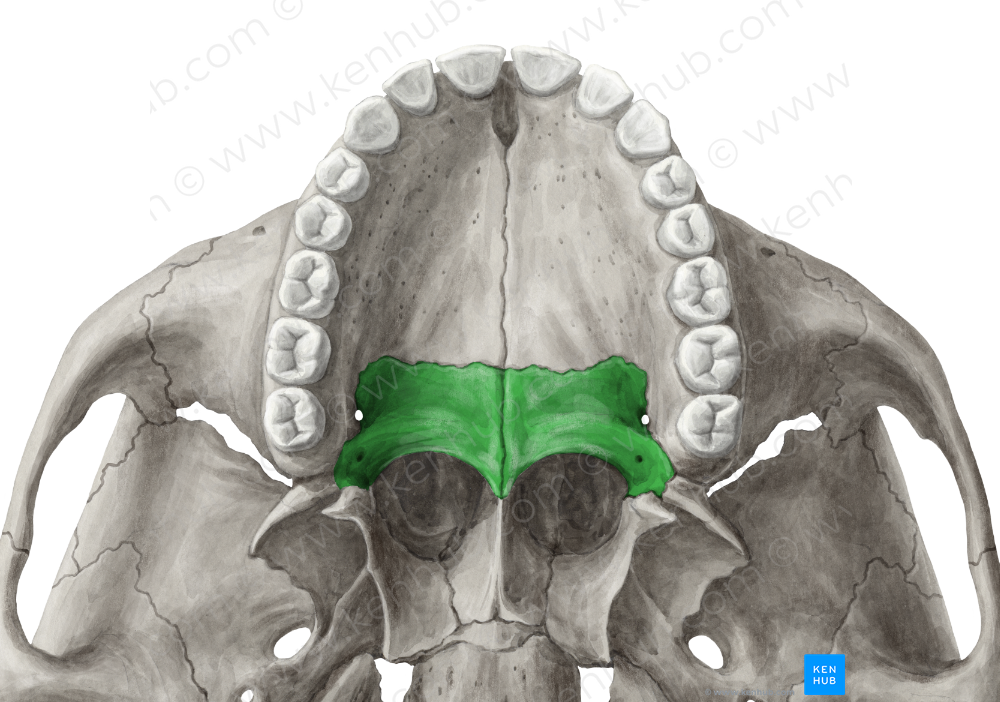 Palatine bone (#7461)