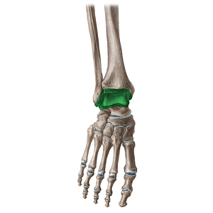 Ankle joint (#15)