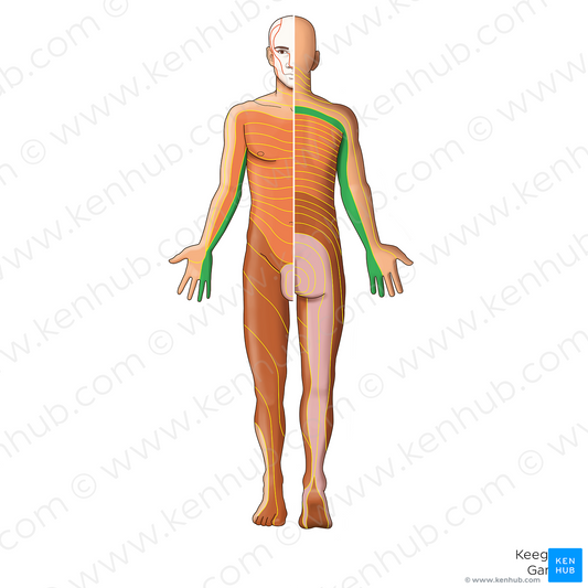 C8 dermatome (#20886)