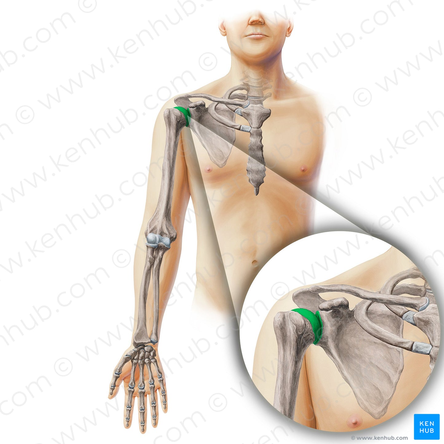 Glenohumeral joint (#19891)