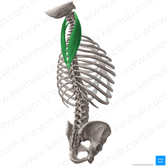 Splenius cervicis muscle (#6000)