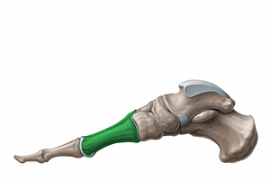 Metatarsal bones (#11237)