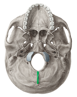 External occipital crest (#3120)
