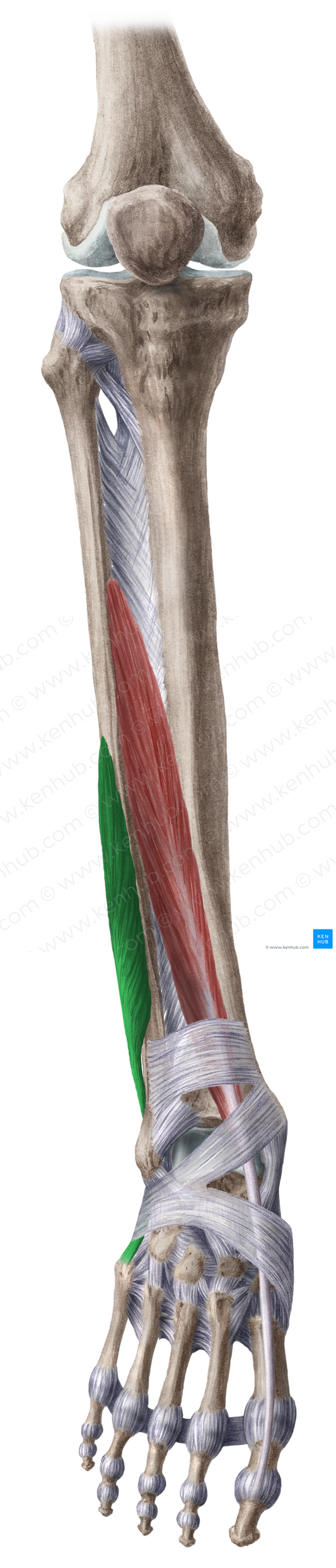 Fibularis brevis muscle (#5753)
