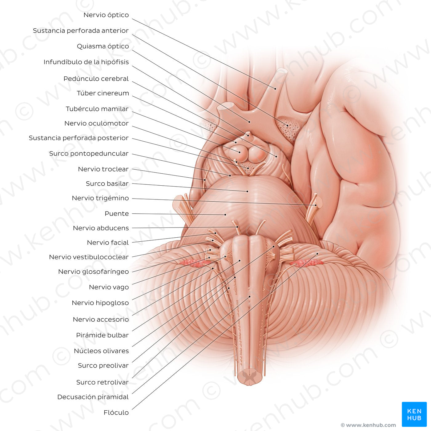 Anterior view of the brainstem (Spanish)