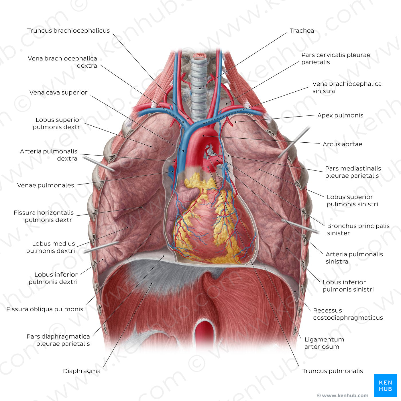 Lungs in situ (Latin)