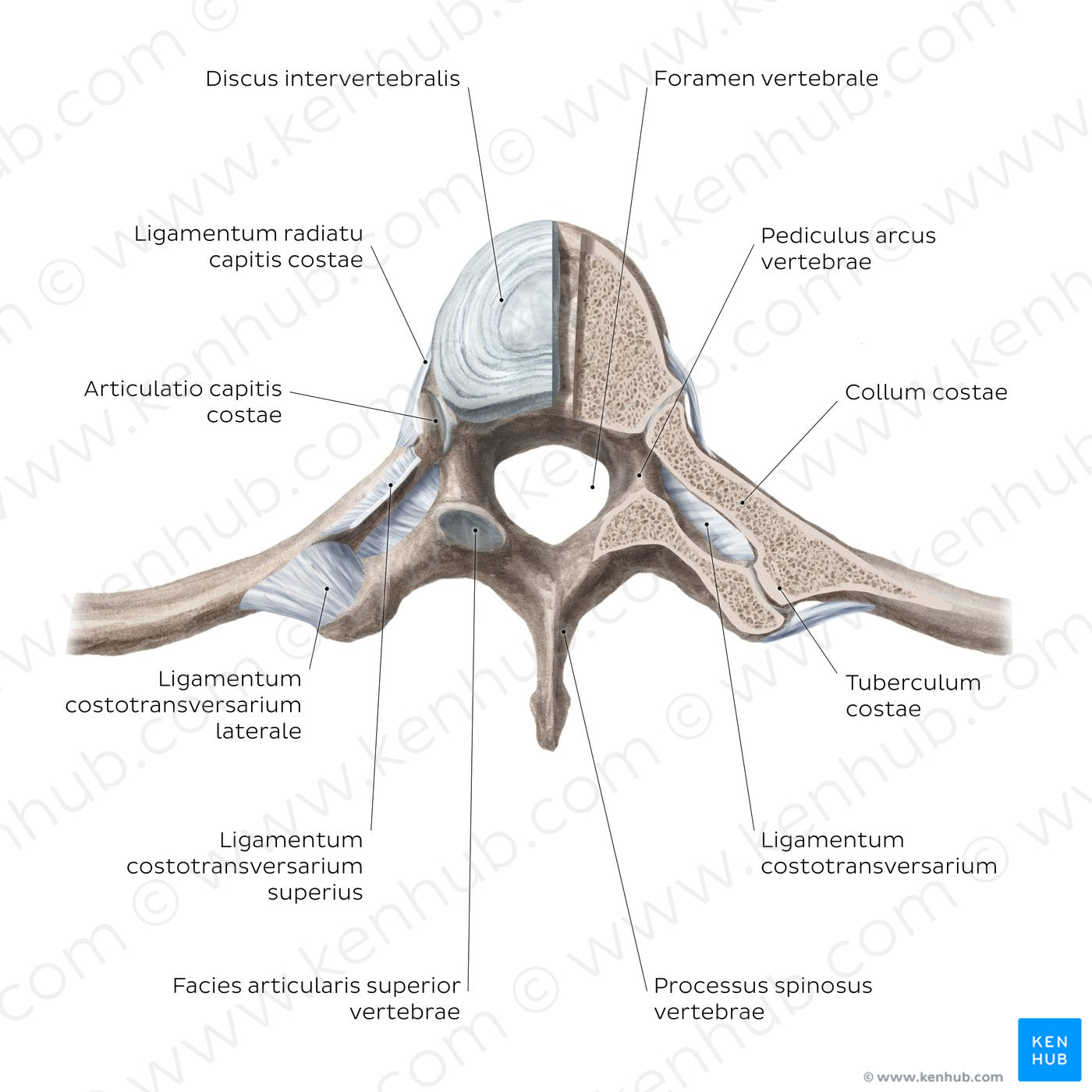 Costovertebral joints (transverse section) (Latin)