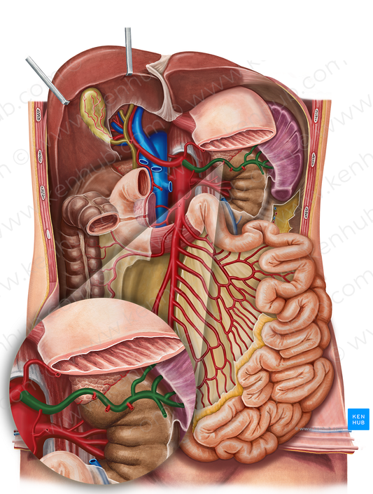 Splenic artery (#1793)