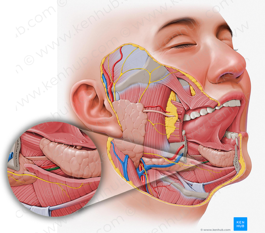 Sublingual vein (#10613)