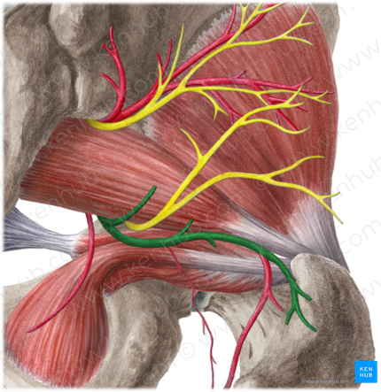 Inferior gluteal artery (#1314)