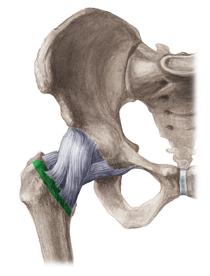 Intertrochanteric line of femur (#4704)