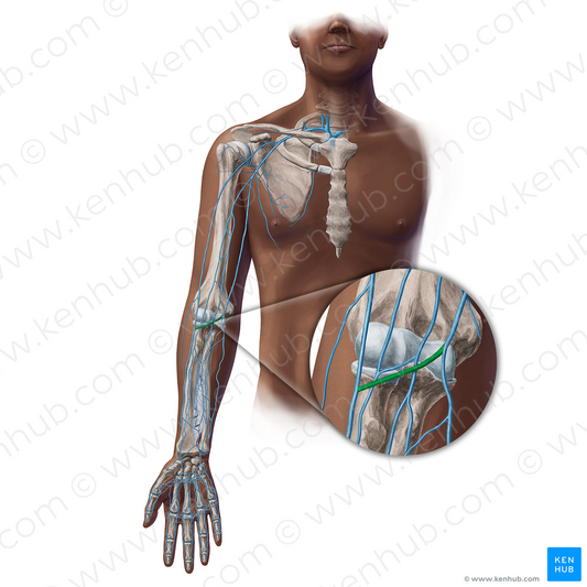 Median cubital vein (#19392)