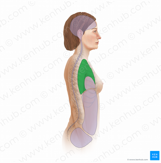 Pleural cavity (#11701)