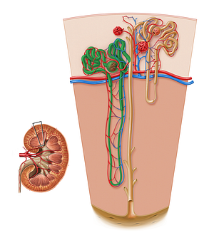 Juxtamedullary nephron (#17176)