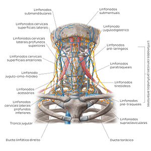 Lymphatics of the head and neck (Anterior) (Portuguese)