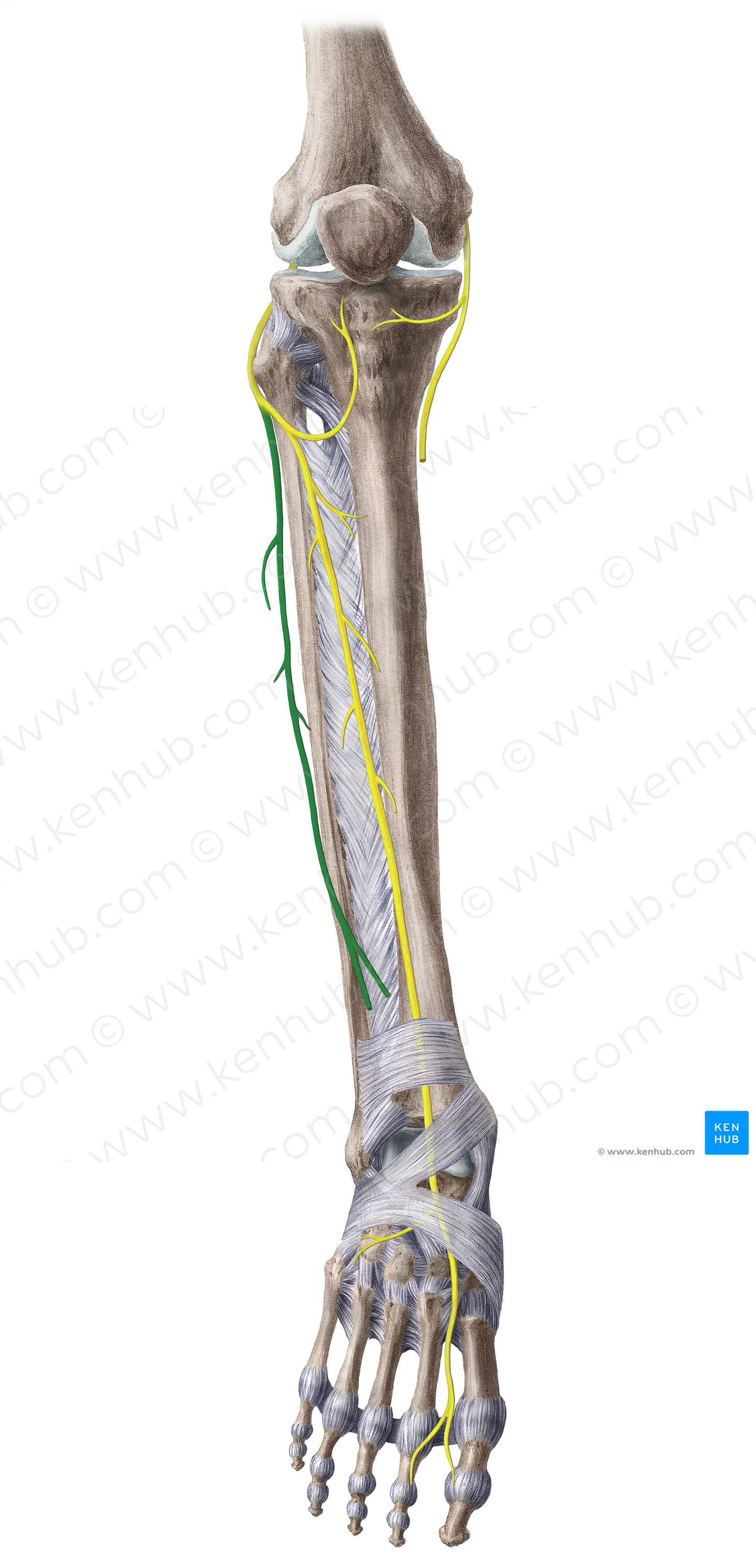Superficial fibular nerve (#6666)