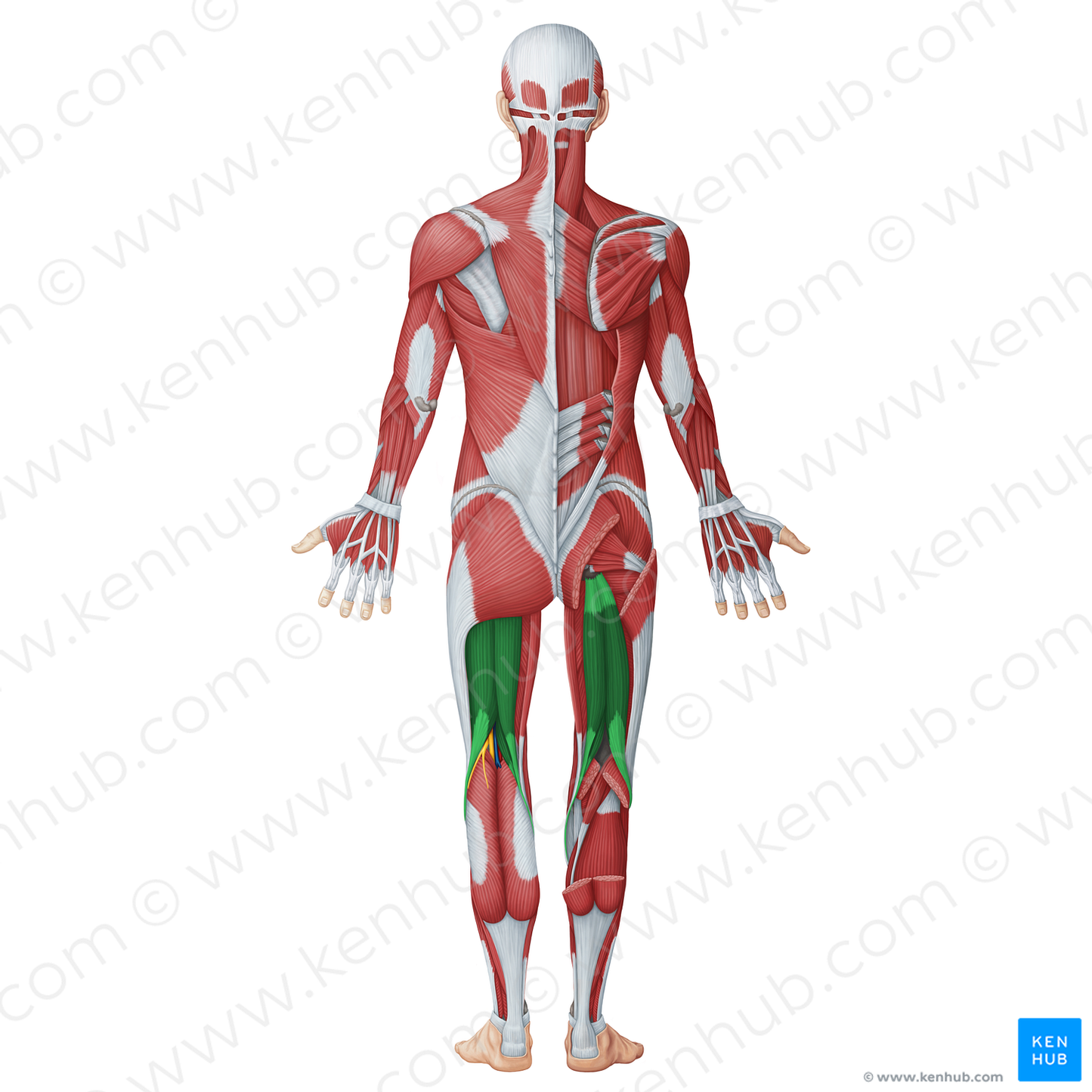 Posterior muscles of thigh (#20059)