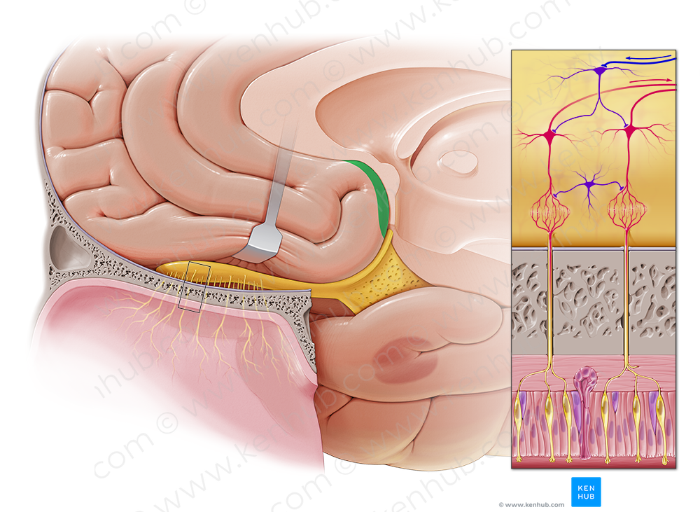 Paraterminal gyrus (#4194)