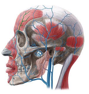 Supraorbital vein (#10616)