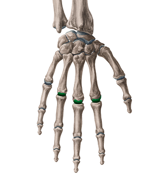 2nd-4th metacarpophalangeal joints (#18599)