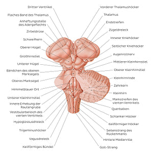 Brainstem and related structures (German)