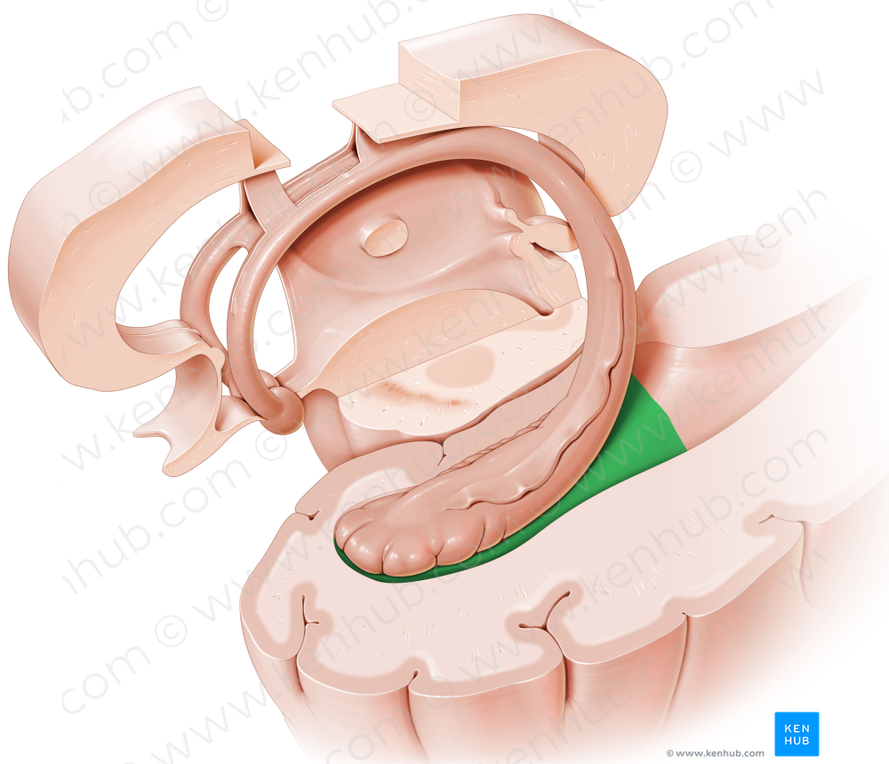 Temporal horn of lateral ventricle (#2877)