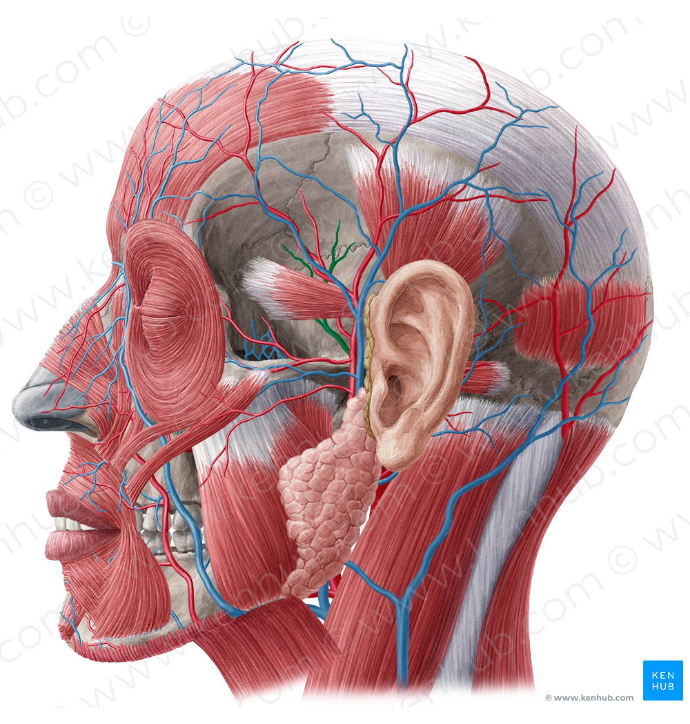 Middle temporal vein (#10623)