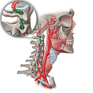 Atlantic part of vertebral artery (V3) (#19554)