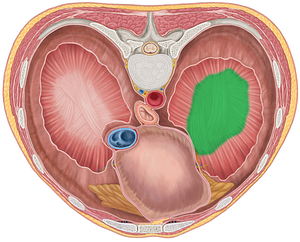 Left central tendon of diaphragm (#2558)