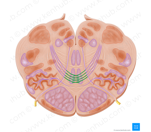 Decussation of medial lemniscus (#21352)