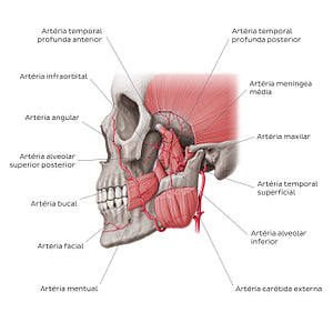 Maxillary artery (Portuguese)