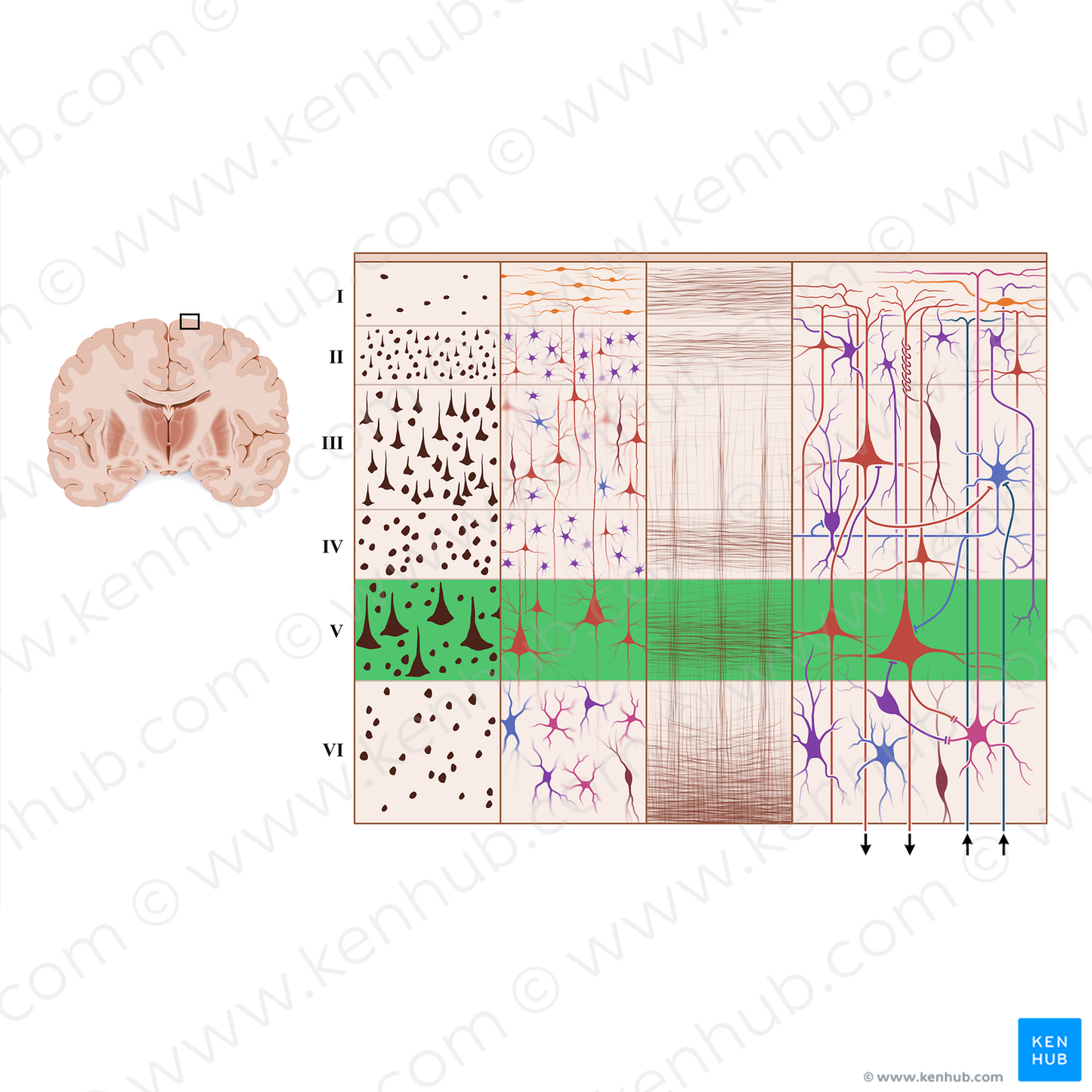 Internal pyramidal layer of cerebral cortex (#18935)