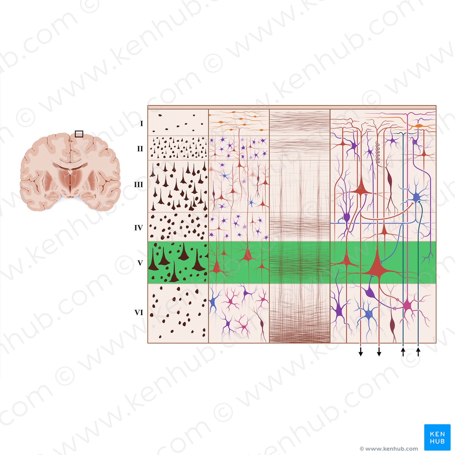 Internal pyramidal layer of cerebral cortex (#18935)